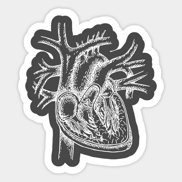 The Dissected Heart Sketch (White) Sticker by michaelkdamron